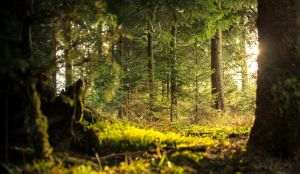 Northern Hemisphere forests on brink of ecological collapse